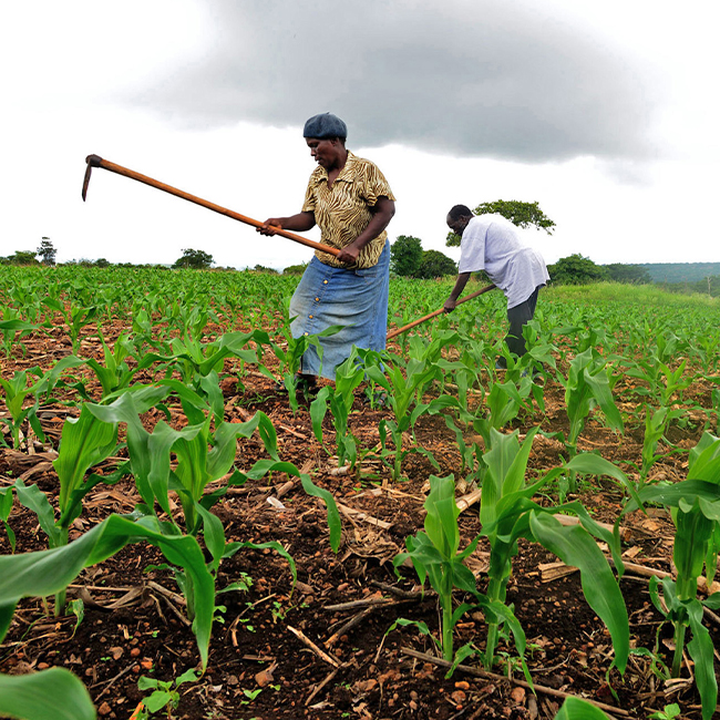 pemcoa-foundation-agric